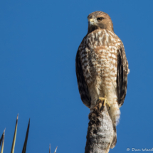 Red-shouldered Hawk-05