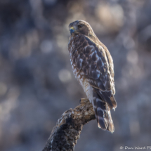 Red-shouldered Hawk-26