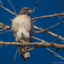 Red-tailed Hawk-06