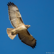 Red-tailed Hawk-20