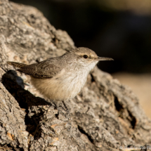 Rock Wren-05