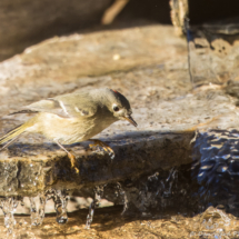 Ruby-crowned Kinglet-07