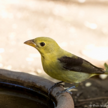 Scarlet Tanager-03