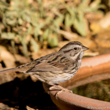 Song Sparrow-08