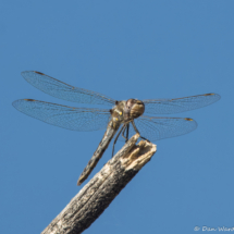 Spot-winged Glider-01