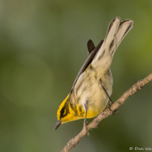 Townsend's Warbler-01