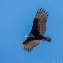 Turkey Vulture-01