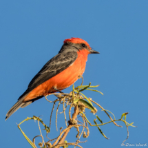 Vermilion Flycatcher-Male-03