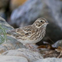 Vesper Sparrow-03