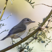 Warbling Vireo-02