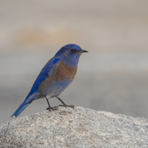 Western Bluebird-23