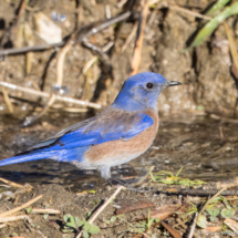 Western Bluebird-34