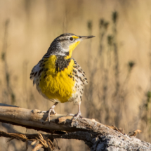 Western Meadowlark-22