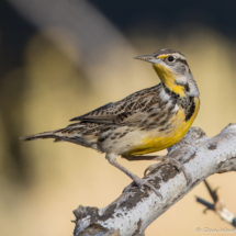 Western Meadowlark-34