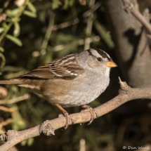 White-crowned Sparrow-06