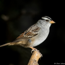 White-crowned Sparrow-17