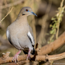 White-winged Dove-02