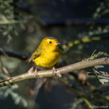 Wilson's Warbler-03