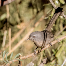 Wrentit-01