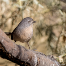 Wrentit-09