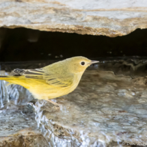 Yellow Warbler-02