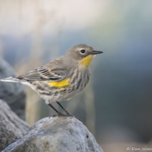 Yellow-rumped Warbler-05