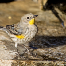 Yellow-rumped Warbler-28